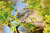 BRD 13 TL0067 01
Yellow-Rumped Warbler Perching On Twig In Tree