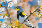 BRD 13 TL0068 01
Audubon's Warbler Perching On Twig In Tree