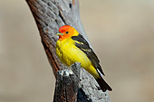 BRD 13 TL0069 01
Western Tanager Male Perched On Tree Branch