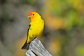 BRD 13 TL0070 01
Western Tanager Male Perched On Dead Tree Limb