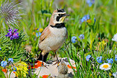 BRD 13 TL0071 01
Horned Lark Standing On Rock By Wildflowers