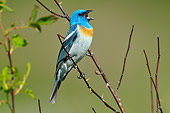 BRD 13 TL0072 01
Lazuli Bunting Male Singing On Twig