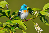 BRD 13 TL0073 01
Lazuli Bunting Male Perched On Cherry Blossom Twig