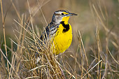 BRD 13 TL0075 01
Western Meadowlark Standing In Spring Meadow