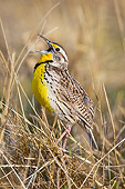 BRD 13 TL0076 01
Western Meadowlark Standing In Spring Meadow Singing