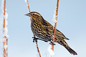 BRD 13 TL0077 01
Red-Winged Blackbird Female Perched On Frosty Twigs Washington