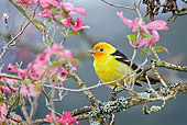BRD 13 TL0078 01
Western Tanager Male Perched In Pink Dogwood Tree In Spring