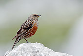 BRD 13 WF0001 01
Portrait Of Alpine Accentor Perched On Rock