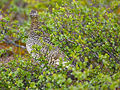 BRD 13 WF0002 01
Ptarmigan Sitting In Summer Plumage