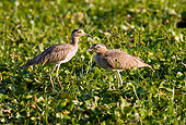 BRD 13 WF0003 01
Two Double-Striped Thick-Knees Standing On Grass