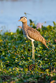 BRD 13 WF0004 01
Double-Striped Thick-Knee Standing On Grass Costa Rica