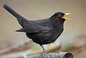 BRD 13 WF0005 01
Female Blackbird Perched On Stick Calling Male