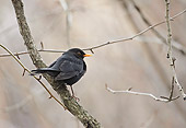 BRD 13 WF0006 01
Male Blackbird Perched On Branch