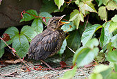 BRD 13 WF0007 01
Blackbird Fledgling Sitting On Ground While Calling