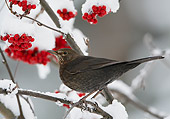 BRD 13 WF0008 01
Female Blackbird Perched In Snowy Bush With Red Berries