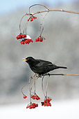 BRD 13 WF0009 01
Male Blackbird Perched On Branch Eating Red Berry