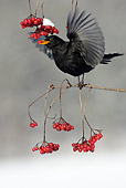 BRD 13 WF0010 01
Male Blackbird Perched On Branch Eating Red Berry