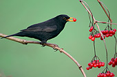 BRD 13 WF0011 01
Male Blackbird Perched On Branch Eating Red Berry