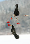 BRD 13 WF0012 01
Two Male Blackbirds Perched On Branch Eating Red Berries