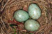 BRD 13 WF0013 01
Blackbird Nest With Eggs