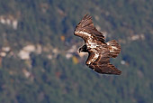 BRD 13 WF0015 01
Young Bearded Vulture In Flight