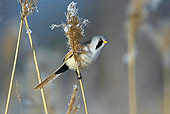 BRD 13 WF0016 01
Bearded Tit Male Perched On Reed