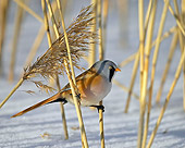BRD 13 WF0017 01
Bearded Tit Male Perched On Reed
