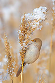 BRD 13 WF0018 01
Bearded Tit Female Perched On Snowy Reed Stalk