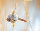 BRD 13 WF0019 01
Bearded Tit Female Hanging On Reed Eating Seeds