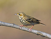 BRD 13 WF0020 01
Tree Pipit Perched On Twig