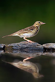 BRD 13 WF0021 01
Tree Pipit Standing Over Reflection In Water