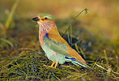 BRD 13 WF0022 01
Indian Roller Standing On Grass
