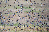 BRD 13 WF0023 01
Brambling Flock In Flight