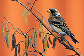 BRD 13 WF0024 01
Brambling Perched On Flowering Tree