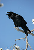 BRD 13 WF0025 01
Common Raven Calling On Twig