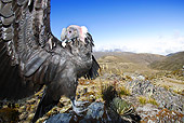 BRD 13 WF0026 01
Andean Condor Perched On Rock While Stretching Wings
