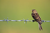 BRD 13 WF0027 01
Twite Perched On Barbed Wire Fence