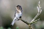 BRD 13 WF0028 01
Portrait Of Twite Perched On Twig