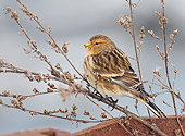 BRD 13 WF0029 01
Portrait Of Twite Perched On Twig Eating Seeds