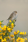 BRD 13 WF0030 01
Portrait Of Twite Perched On Yellow Flowers