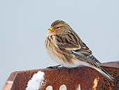 BRD 13 WF0031 01
Portrait Of Twite Perched On Rusty Metal