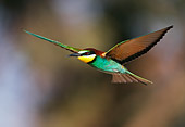 BRD 13 WF0032 01
European Bee-Eater In Flight