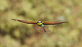BRD 13 WF0033 01
European Bee-Eater In Flight