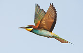 BRD 13 WF0034 01
European Bee-Eater In Flight Profile