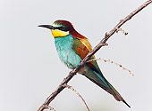 BRD 13 WF0035 01
European Bee-Eater Perched On Twig