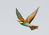 BRD 13 WF0036 01
European Bee-Eater In Flight