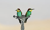 BRD 13 WF0037 01
Two European Bee-Eaters Perched On Sprinkler