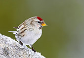 BRD 13 WF0038 01
Common Redpoll Standing On Frost Covered Rock