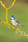 BRD 13 WF0039 01
Blue Tit Perched On Lichen Covered Twig