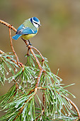 BRD 13 WF0040 01
Blue Tit Perched On Pine Twig Covered In Ice Netherlands